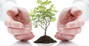 bonsai_tree_plant_hands