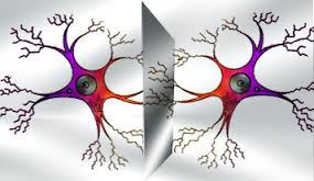 neuronas espejo